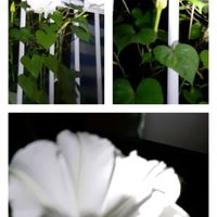 ヨルガオ,ユウガオ,コラージュ仲間達,コラージュして遊ぼ♡,コラージュしましょうの画像