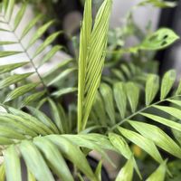 テーブルヤシ,マドカズラ,観葉植物,新芽,バルコニー/ベランダの画像