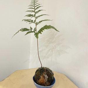 トキワシノブ,苔玉の画像