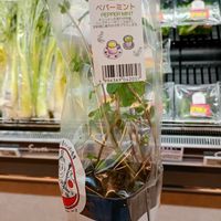ペパーミント,ハーブ,日陰,家庭菜園,ベランダの画像