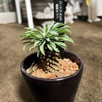 ソテツキリン,ソテツキリン,エケベリア ピンクラビット,クリスペイト ビューティー,多肉植物の画像