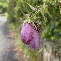 ホタルブクロ,山野草,お出かけ先の画像