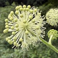 ショウジョウソウ,ウド,ショウジョウソウ(サマーポインセチア),マルバルコウ (丸葉縷紅),一年草の画像