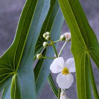 オモダカ,オモダカ,田んぼ,鉢植え,水生植物の画像