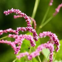 オオケタデ,可憐な花,ピンクワールドへ ようこそ,明日はきっと良い日になる,2019同期の画像