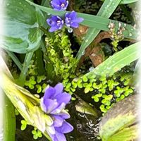 コナギ,ウォーキングの楽しみ,水田雑草の画像