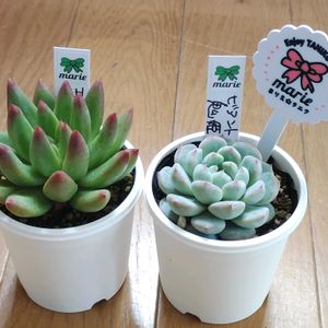 多肉植物,多肉大好き,多肉中毒,多肉多肉多肉,植物のある暮らしの画像