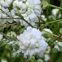 カスミソウ,感謝,花のある暮らし,いつまでも,き　れ　い❤の画像