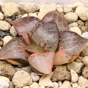ハオルチア,多肉植物,ハオルチア属,多肉大好き,ドロサンテマム の画像