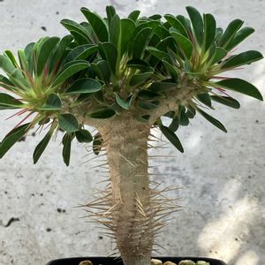 ユーフォルビア属,ユーフォルビア・ギラウミニアナ,多肉植物,ユーフォルビア,塊根植物の画像