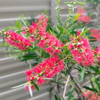 ブラシの木,ブラシノキ(金宝樹),赤い花,地植え,オージープランツの画像
