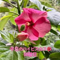 ハイビスカス,プルメリア,モンステラ,フィカス　ウンベラータ,フィロデンドロンの画像