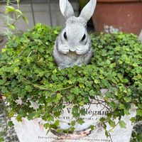 フィカス・プミラ,ヘデラ,ヘデラ,朝顔,フィカスプミラの画像