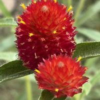 ハナニラ,センニチコウ,ヒマワリ,季節の花を楽しむの画像