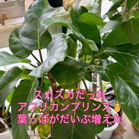 フィカス アフリカンプリンス,ワイルド,インドアグリーン,フィカス属,癒しの空間の画像