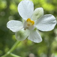 キュウリ,モミジ,ふうせんかずら,風船カズラ,ベランダガーデニングの画像