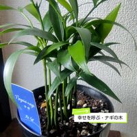 ナギ,観葉植物,花のある暮らし,植物大好き,人に優しくの画像