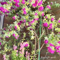 レウコフィルム,花のある暮らし,GSに感謝。,幸福,癒しの花の画像