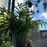 テーブルヤシ,エアプランツ,観葉植物の画像