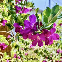 レウコフィルム,レウコフィラム,花のある暮らし,GSに感謝。,幸福の画像