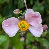 ガウラ,火祭り,秋明菊,９月１日,多肉…秀麗の画像