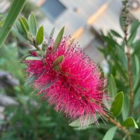 ブラシの木,ブラシノキ(金宝樹),ナチュラルガーデン,花木,お庭の花たちの画像