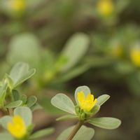 スベリヒユ,スベリヒユ,ニラの花,ニラの花,花のある暮らしの画像