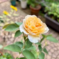 ラベンダー,プリンセスヴェール,可愛い,良い香り,花のある暮らしの画像