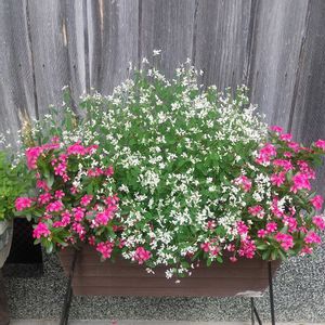 日々草 夏花火,ユーフォルビアダイヤモンドスノー,軒下の画像
