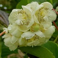 キウイ,サルナシ,サルナシの実✨,ナタマメの花,サルナシの花✨の画像