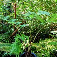 ヘゴ,観葉植物,シダ植物,ヘゴシダ,木生シダの画像