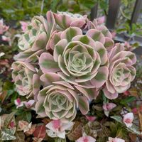 アエオニウム,植中毒,信楽狸倶楽部,キジトラ猫の画像