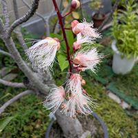 サガリバナ,沖縄,横浜の画像