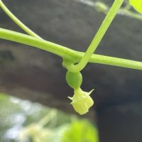 オキナワスズメウリ,みどりのある暮らし,ささやかな幸せ,庭の画像