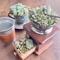 多肉植物いろいろ,多肉植物,多肉植物寄せ植え,家庭菜園の画像