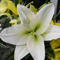 アルストロメリア,オリエンタルリリー,切り花,感謝,花のある暮らしの画像