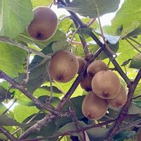 キウイ,散歩,今日の花,お迎えの画像