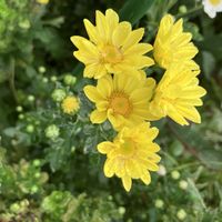 ミニトマト,ミニトマト,小菊,小菊,バジルの花の画像