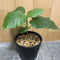 ウンベラータ,観葉植物,鉢植え,挿し木,その他部屋の画像