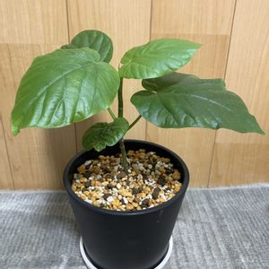 ウンベラータ,観葉植物,鉢植え,挿し木,その他部屋の画像