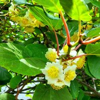 マタタビ,キウイフルーツの雄花の画像