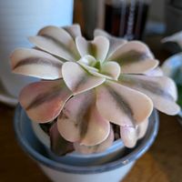 アエオニウム メデューサ,アエオニウム　ピンクメデューサ,多肉植物,アエオニウム,癒されるの画像