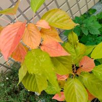 サクラ,紅葉,桜の画像