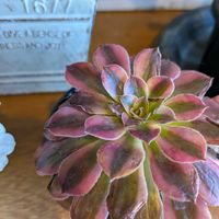 アエオニウム,癒される,多肉植物のある暮らし,多肉イベント,見てくれてありがとう♡の画像