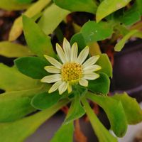 ネジバナ,オステオスペルマム キララ,鉢植え,癒し,花のある暮らしの画像