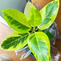 アルテシマ,フィカス・アルテシマ,観葉植物,インテリアグリーン,緑のある暮らしの画像