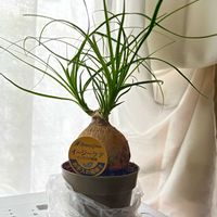トックリラン,トックリラン(ポニーテール),観葉植物,インテリアグリーン,緑のある暮らしの画像