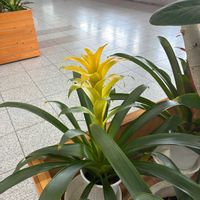 グズマニアの画像