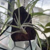 チランジア,ハリシー,多肉植物,エアプランツ,観葉植物の画像