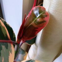 フィカス,リビング・ダイニングの画像